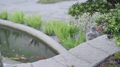 绿色植物空境头三合一视频的预览图